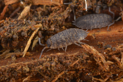 Microfaune des sols - Cloporte dans du bois mort (Porcellio scaber)